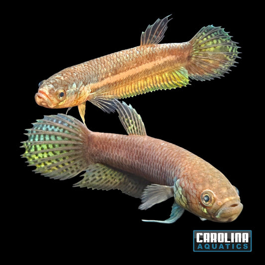 Betta - Pallifina Wild XL Pair