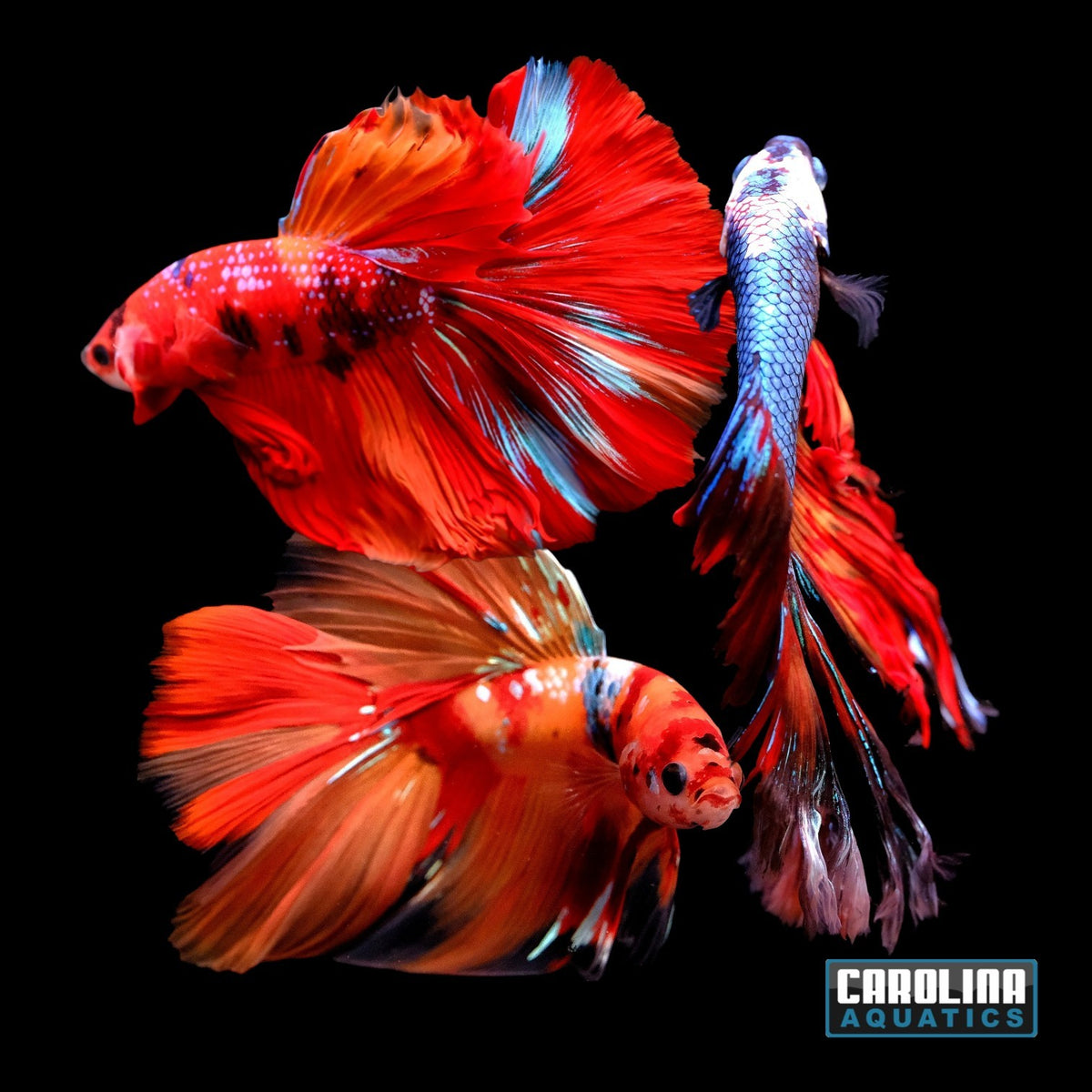 Betta - Koi Halfmoon Male