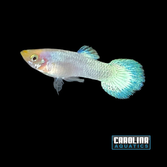 Guppy - Platinum