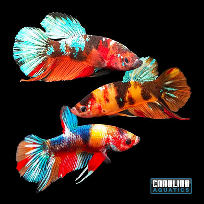 Betta - Galaxy Koi Male