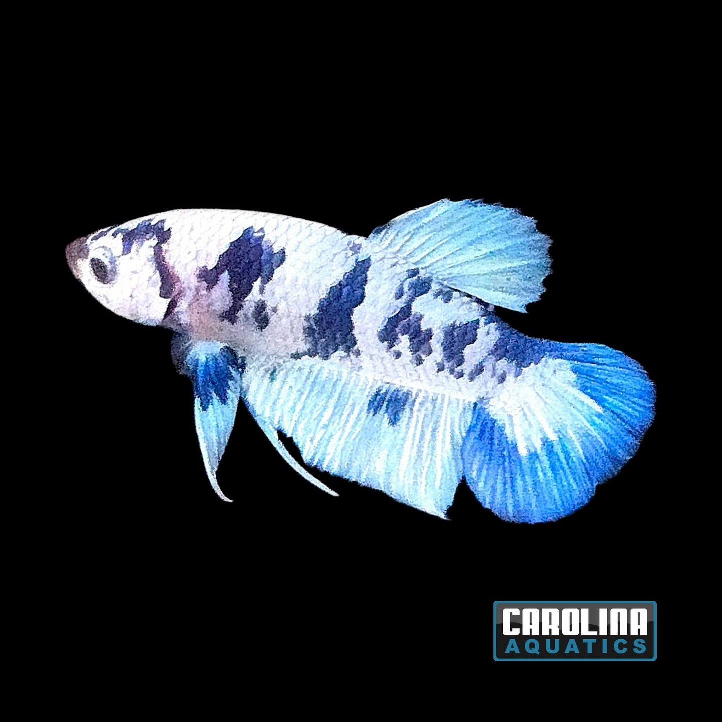 Betta - Blue Panda Male