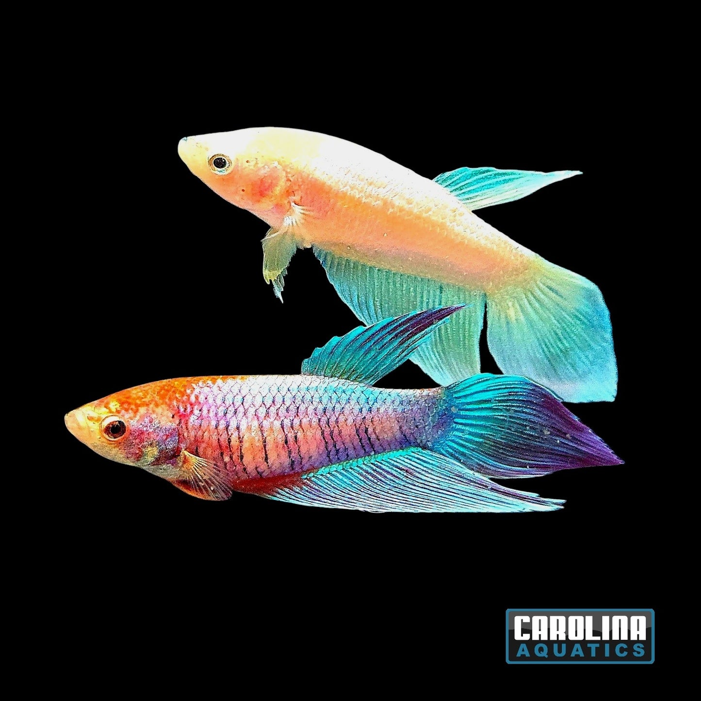 Betta - Female