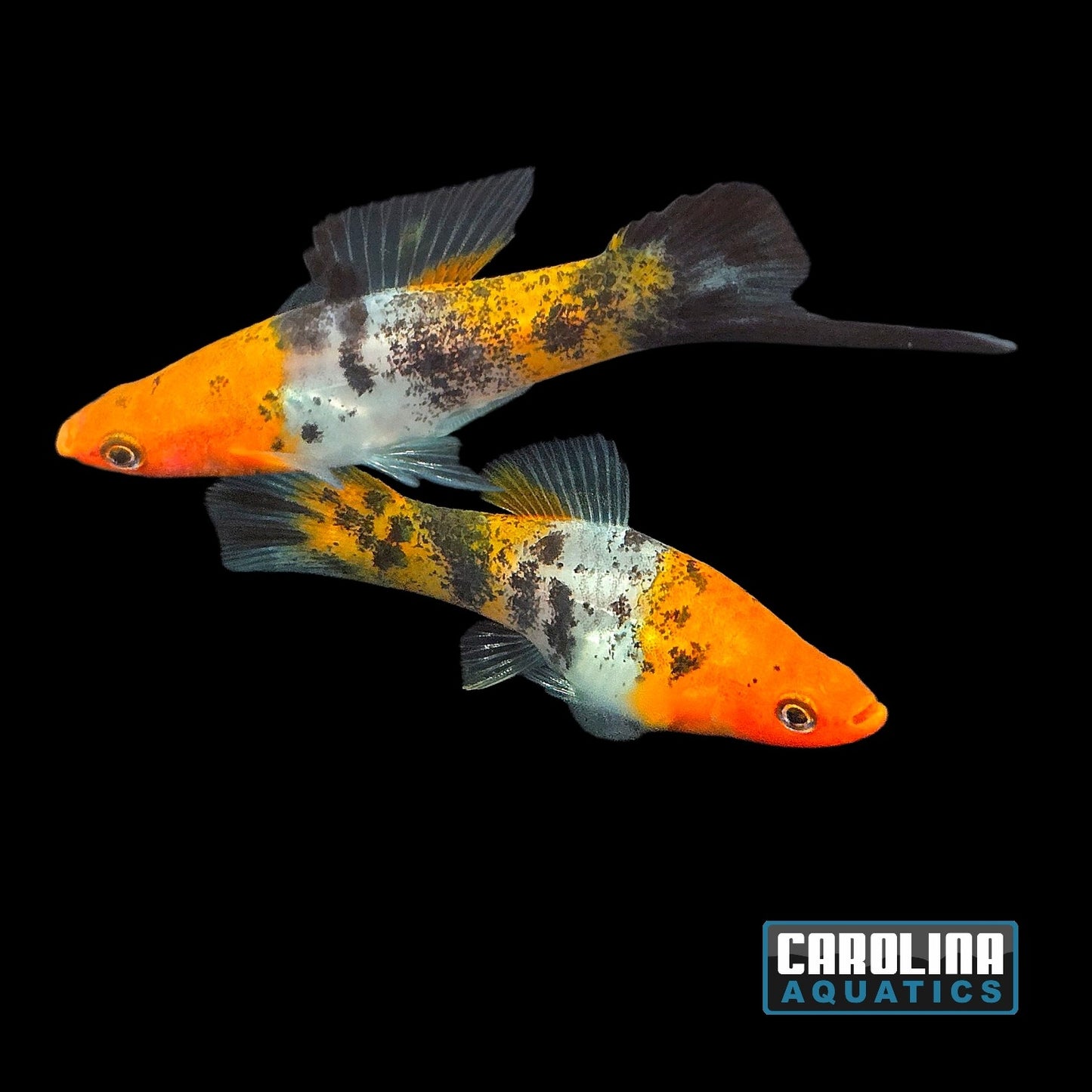 Sword - Calico Showa