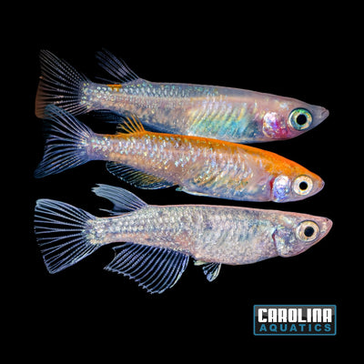 Misc - Rice Fish (Medaka) Asstd. Color