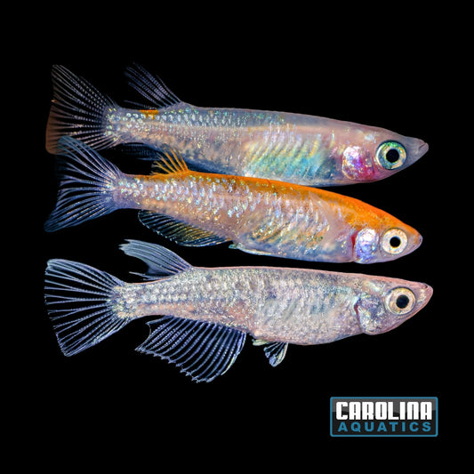 Misc - Rice Fish (Medaka) Asstd. Color