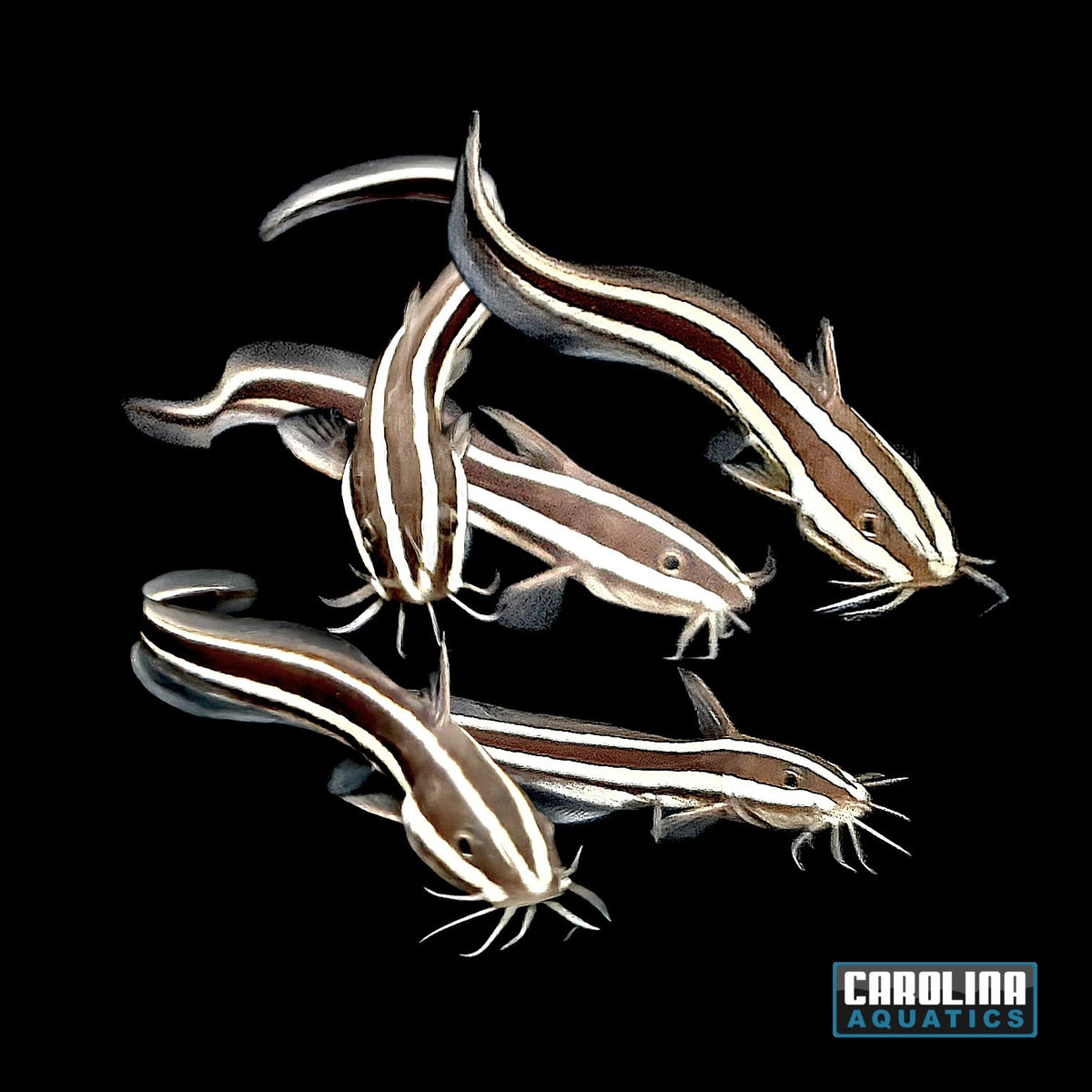 Catfish - Coral