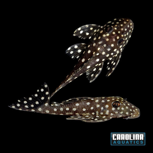 Pleco - Brazil Snowball LDA033