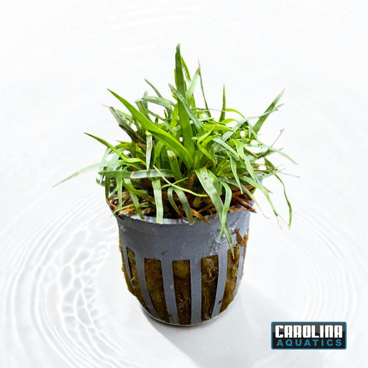 Eriocaulon Vietnam Potted
