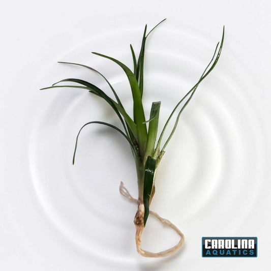 Eriocaulon Vietnam