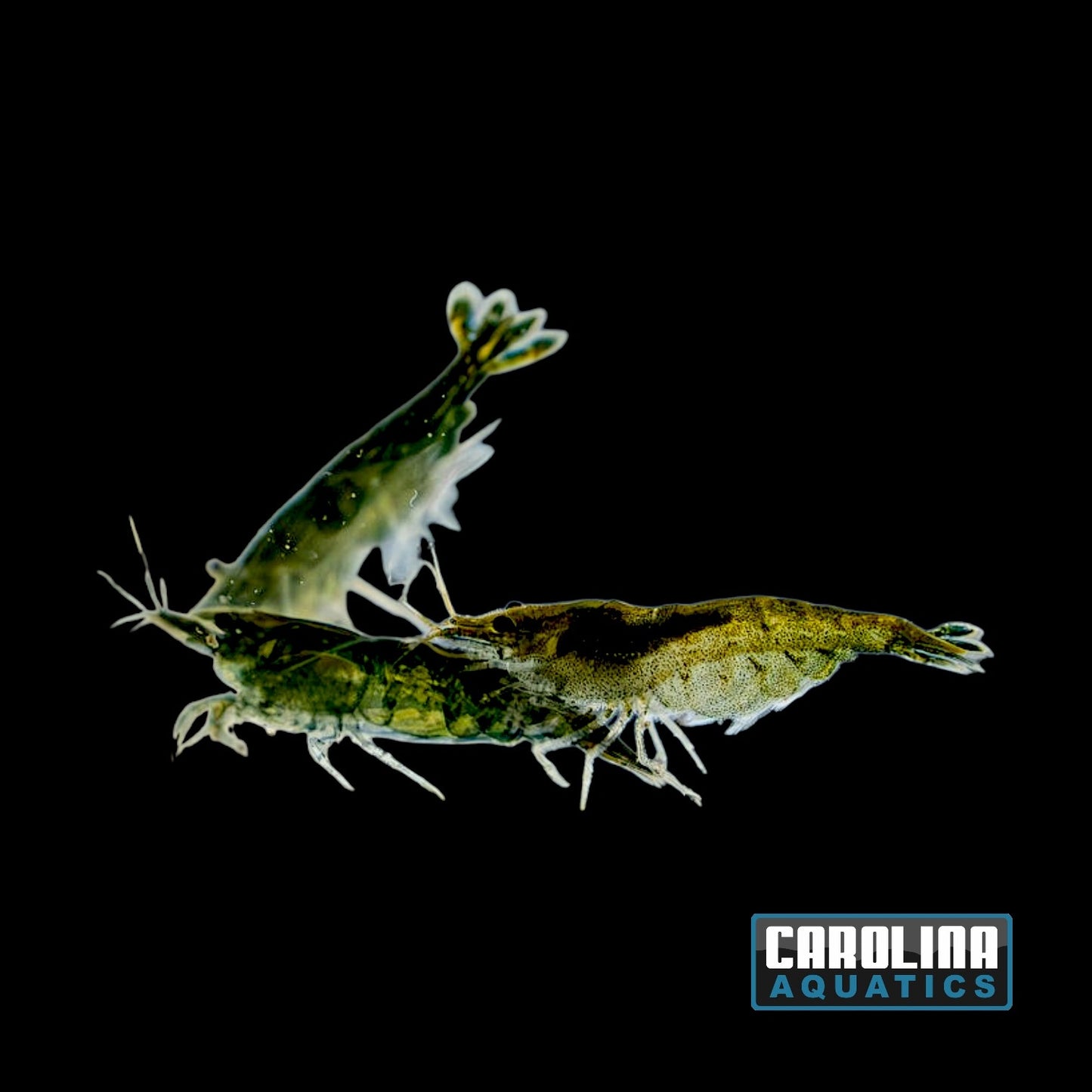 Invert - Shrimp Green Jade