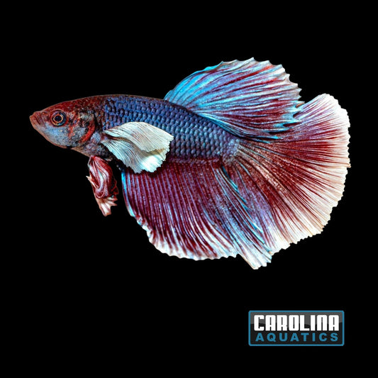 Betta - Elephant Ear L/F Male