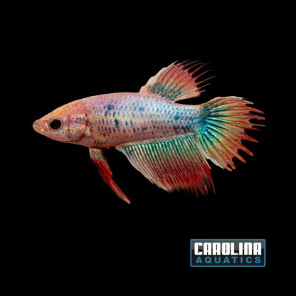 Betta - Crowntail Female