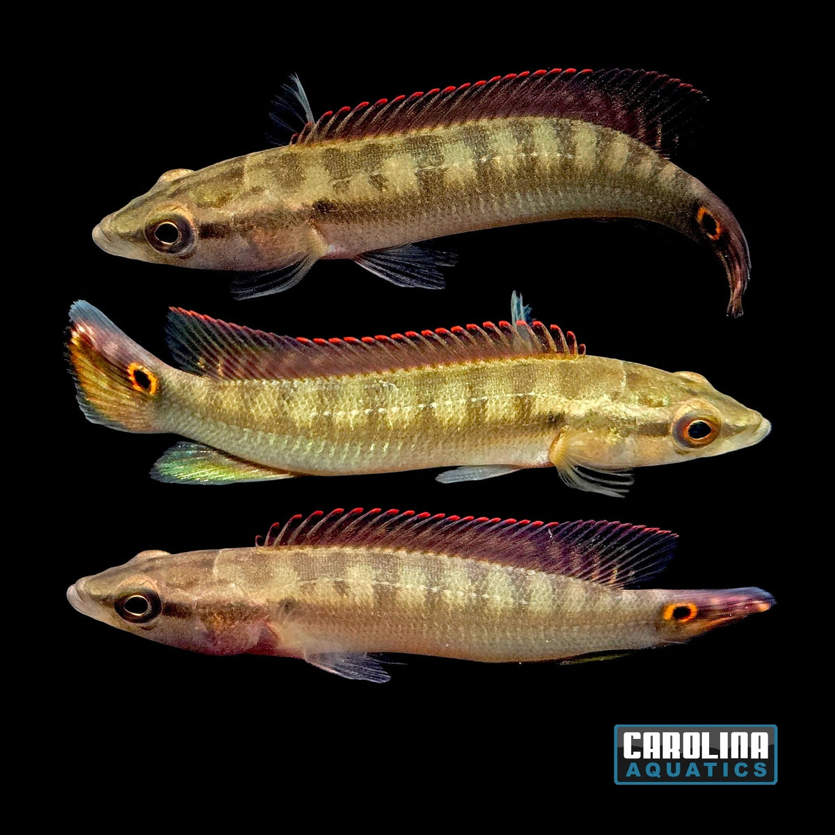 Cichlid - Pike Sveni Sml