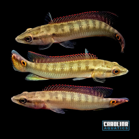 Cichlid - Pike Sveni Sml