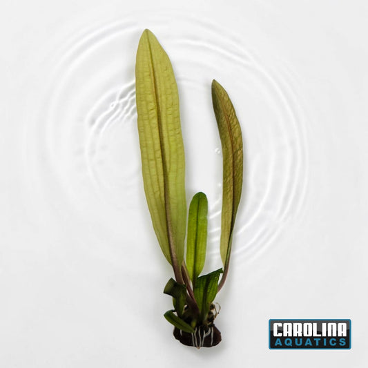Aponogeton Boivinianus Bulb