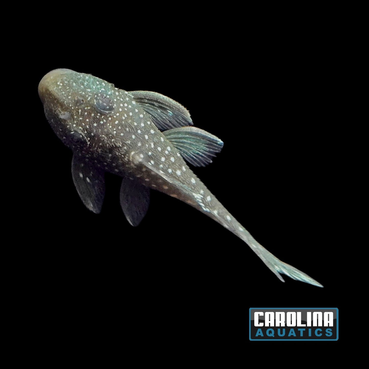 Pleco - Phantom Blue L-128 Sm
