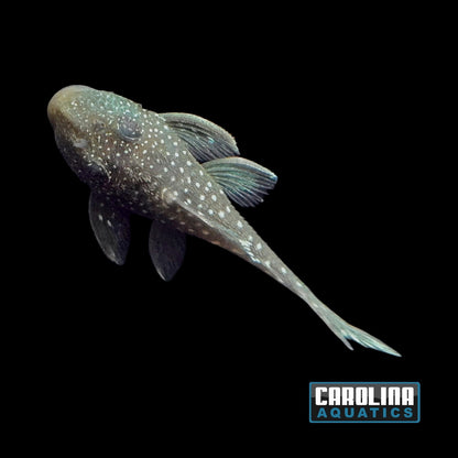Pleco - Phantom Blue L-128 Sm
