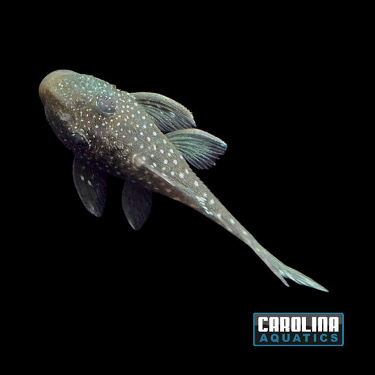 Pleco - Phantom Blue L-128 Sm