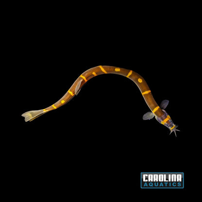 Loach - Kuhli