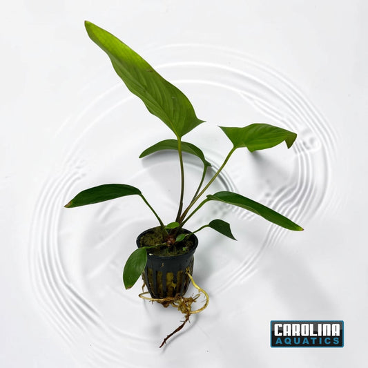 Anubias Hastifolia Potted