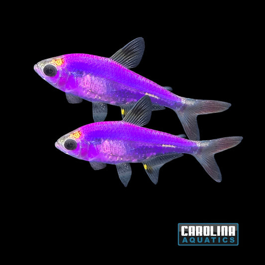 GloFish® - Pristella Galactic Purple