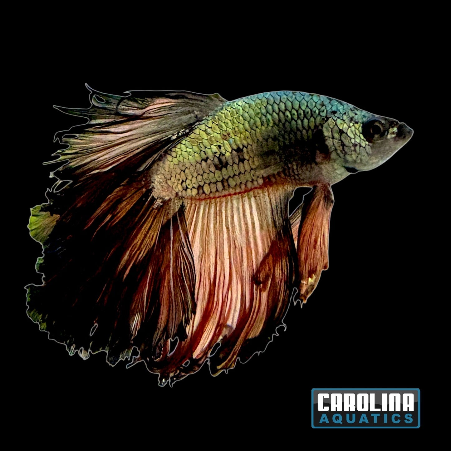 Betta - Copper Halfmoon