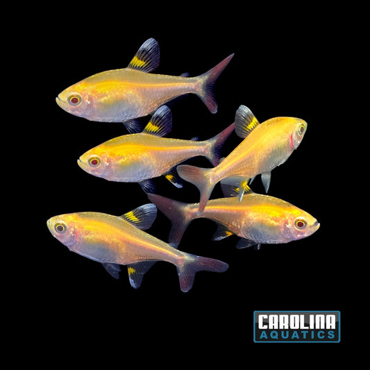 Tetra - Pristella Gold