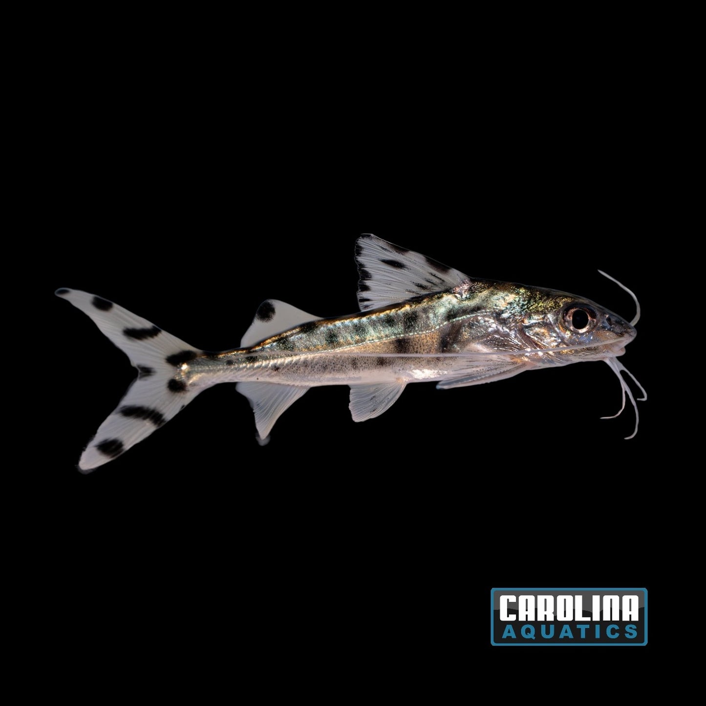 Catfish - Spotted Pictus