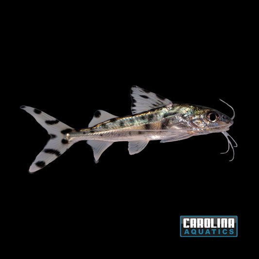 Catfish - Spotted Pictus