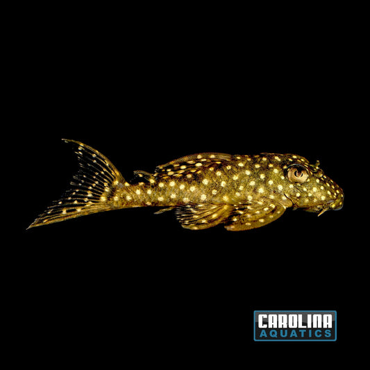 Pleco - Angelicus Gold Spot L-136 1.5-2in
