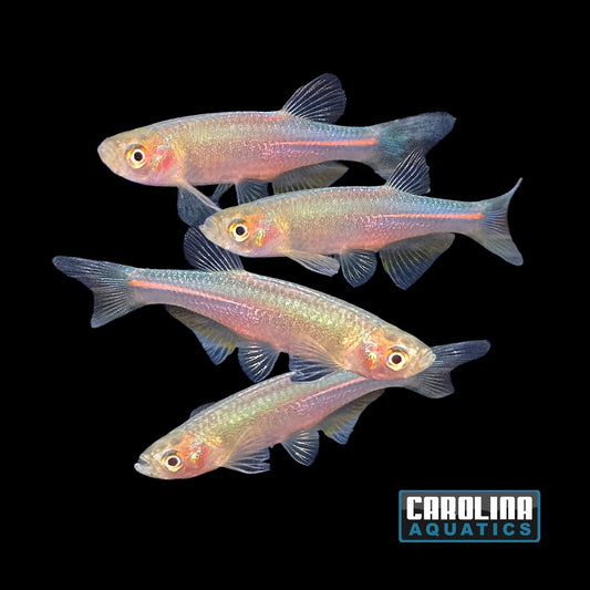 Danio - Pearl