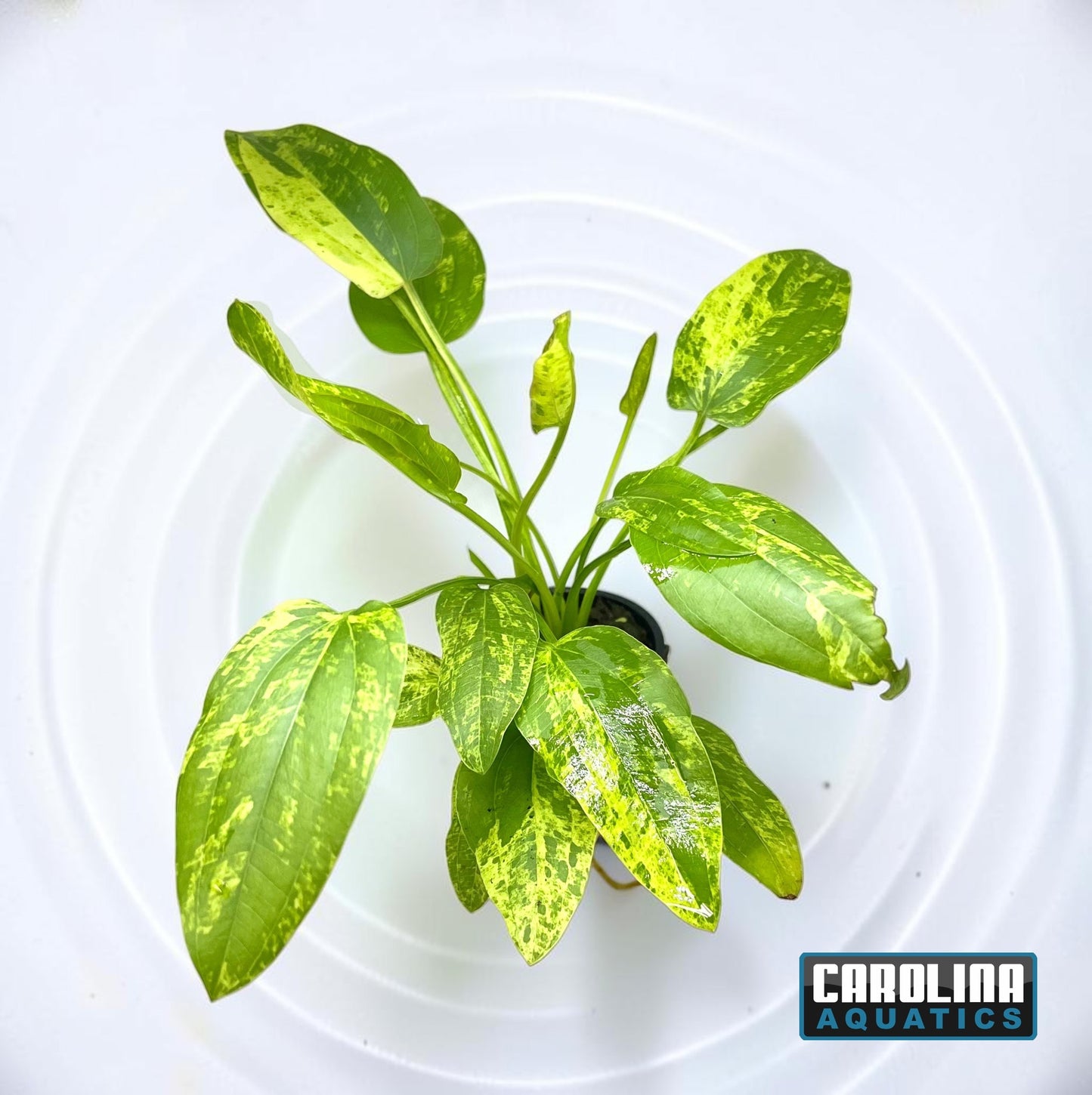 Sword Radican Marble Queen Potted
