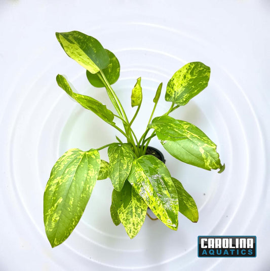 Sword Radican Marble Queen Potted