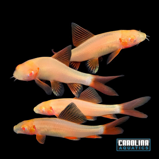Shark - Albino Rainbow 2in.