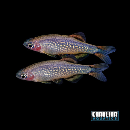 Rasbora - Galaxy
