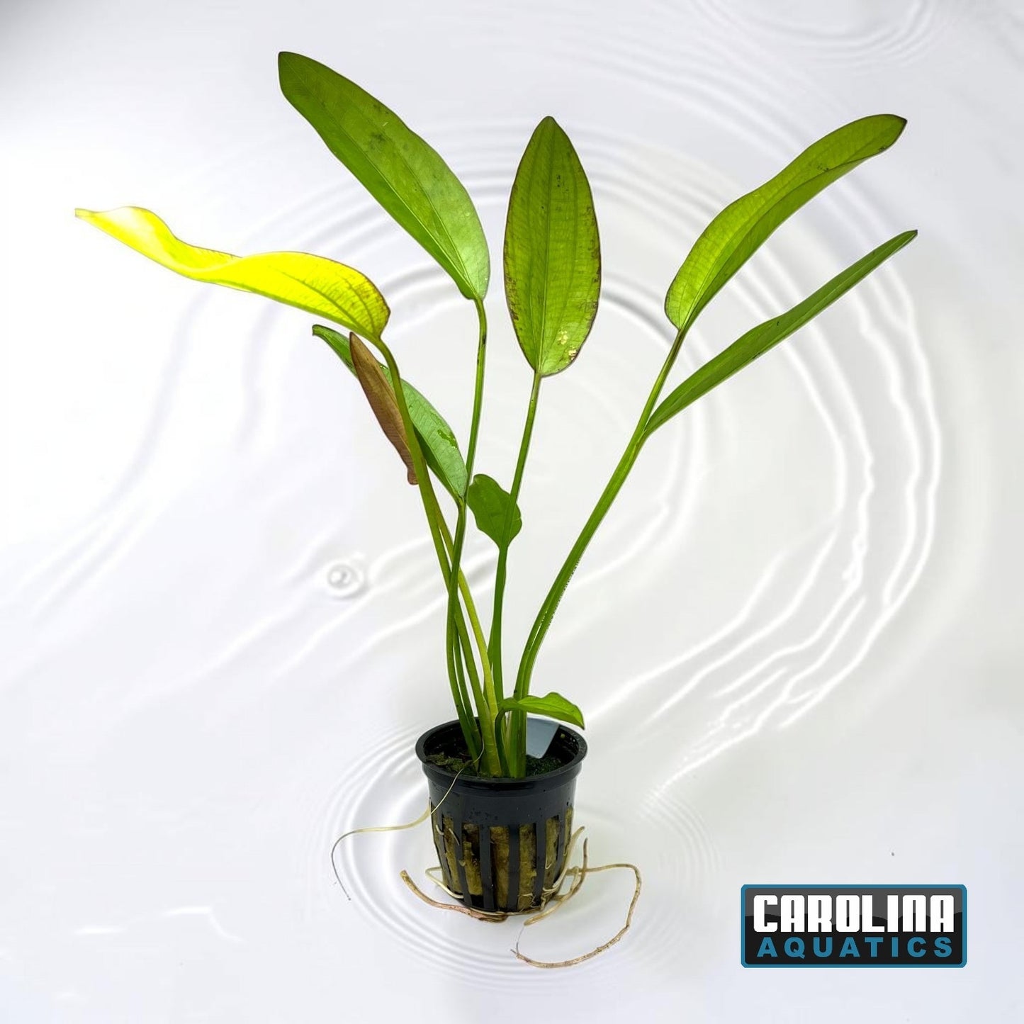 Sword Oriental Potted
