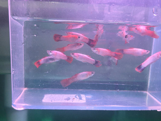 Guppy - Pinktail Metallic Blonde