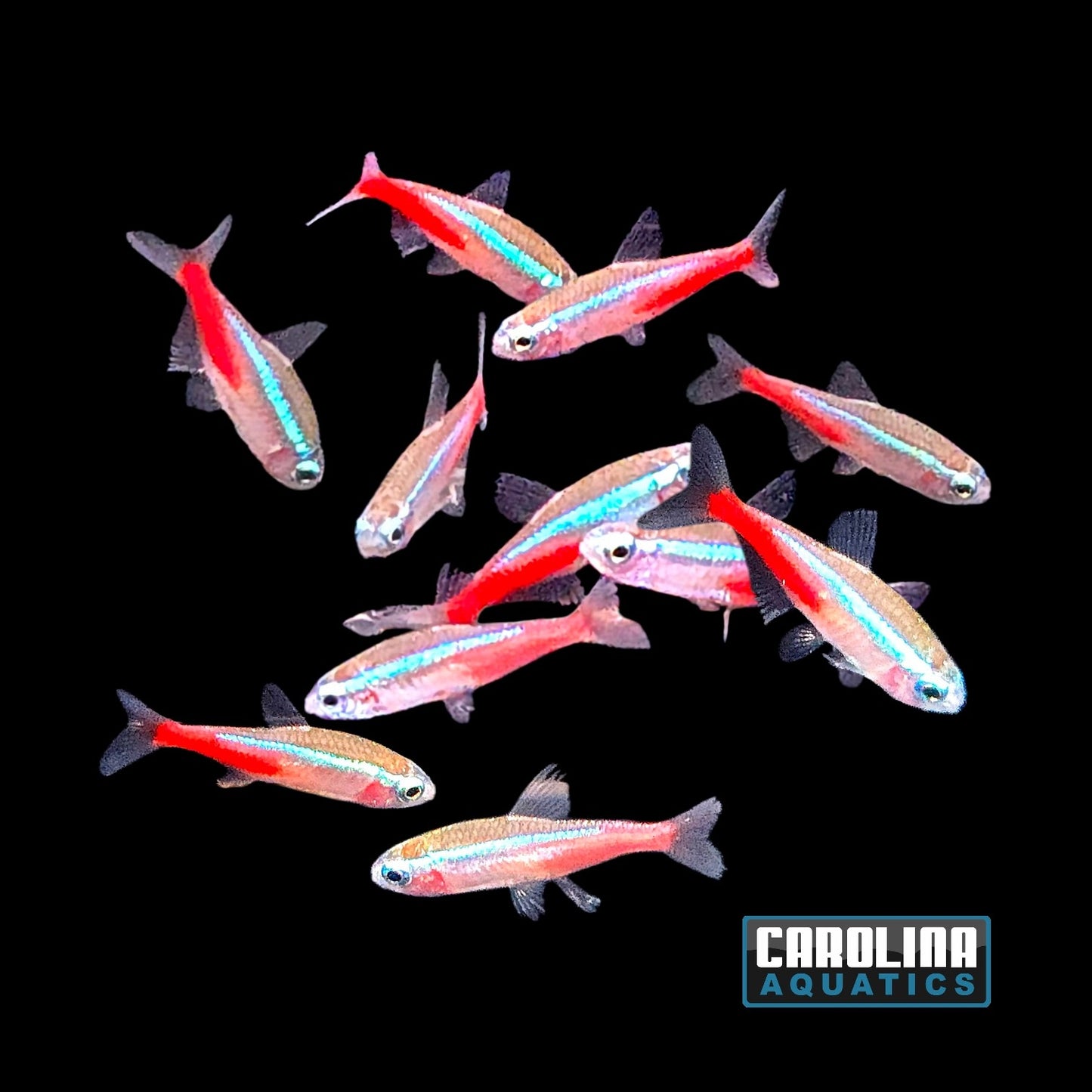 Tetra - Neon Lg