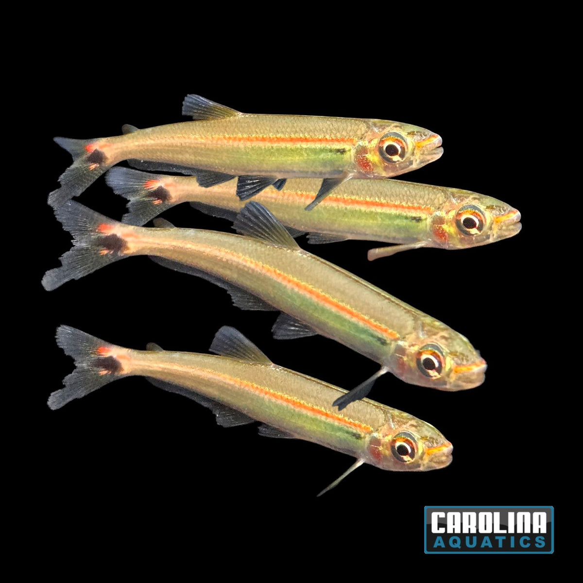 Tetra - Iguana Redline Md