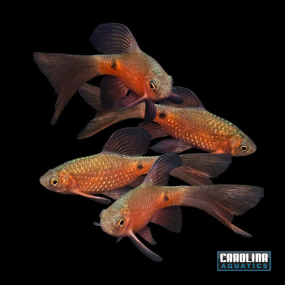 Barb - Rosy Longfin Male