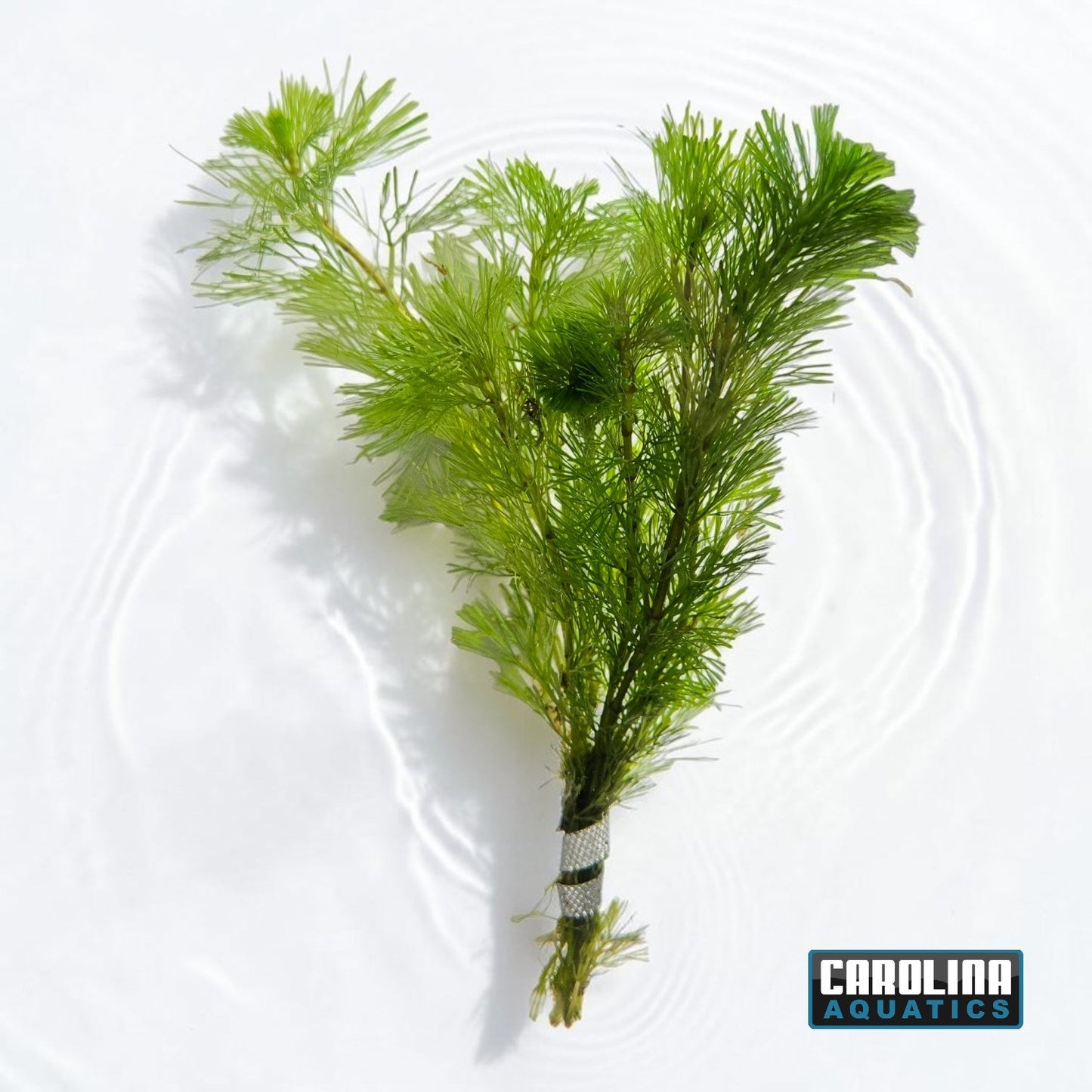 Cabomba Green (Cabomba Caroliniana)