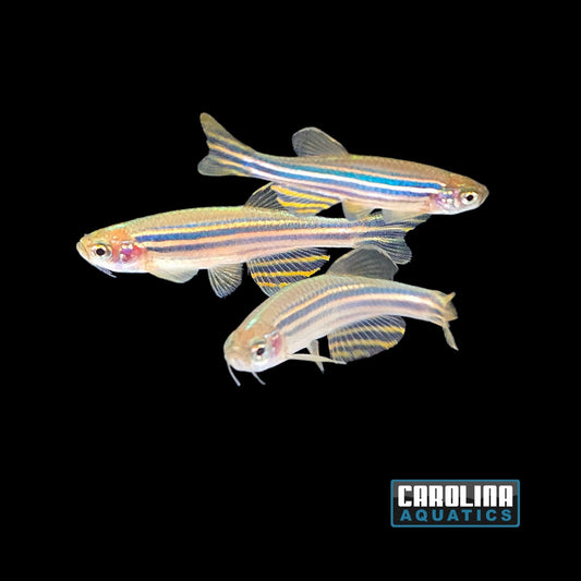 Danio - Zebra