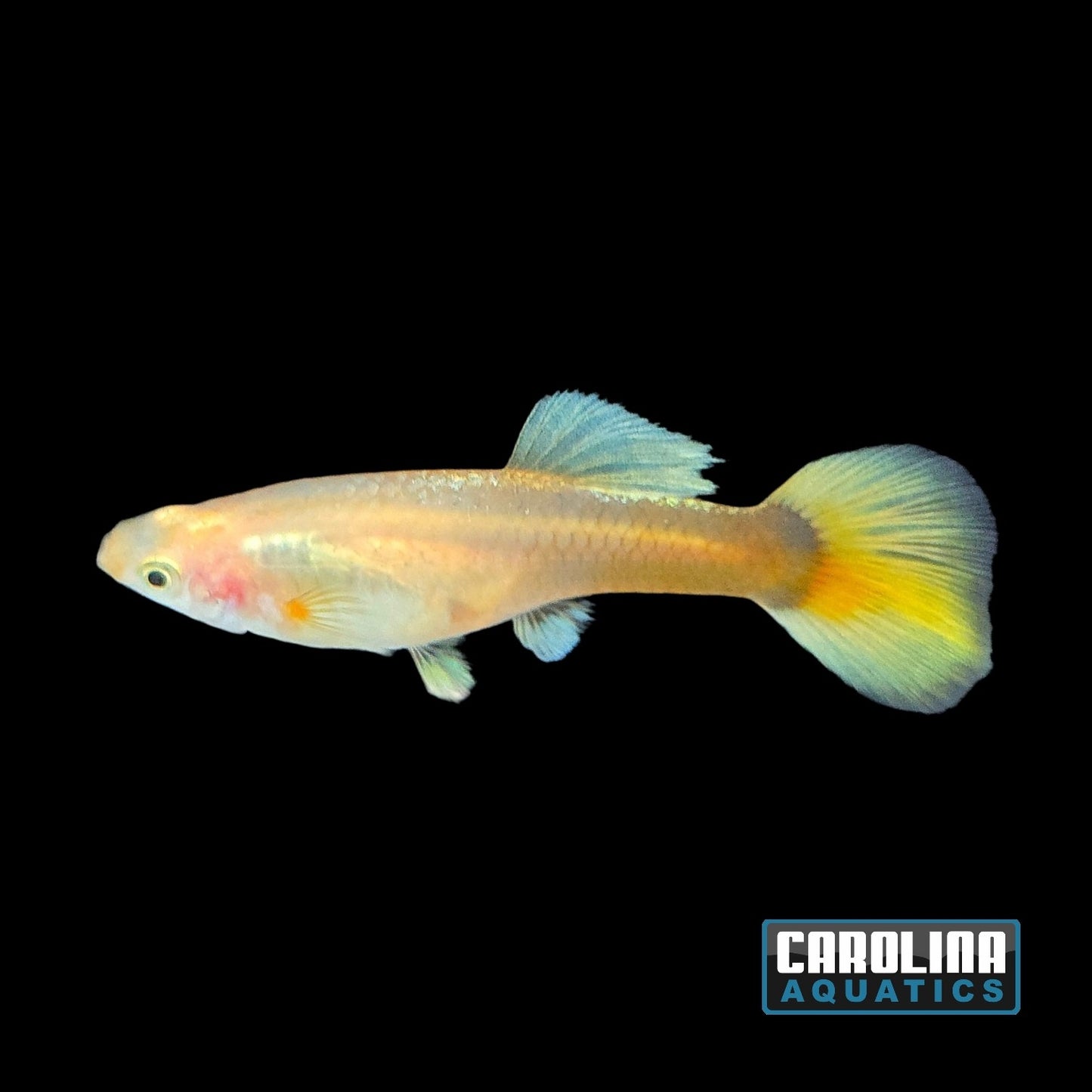 Guppy - 24K Gold Female