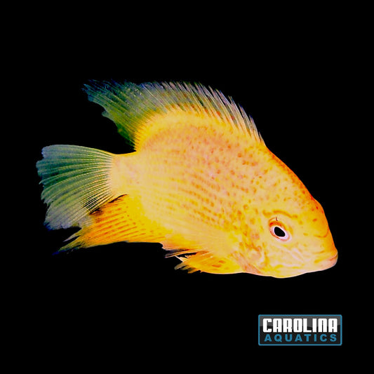 Cichlid - Severum Red Spot Gold Select