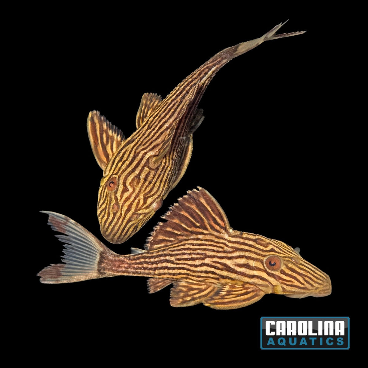 Pleco - Royal Thunder Line L-027 2.5-3in.
