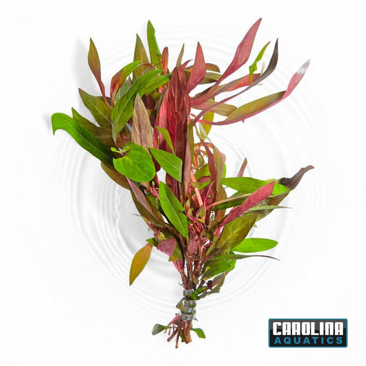 Ludwigia Peruensis