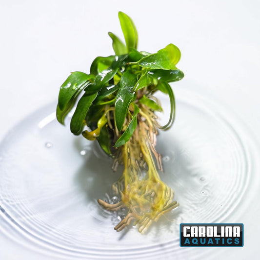 Anubias Chili Jalapeno Md