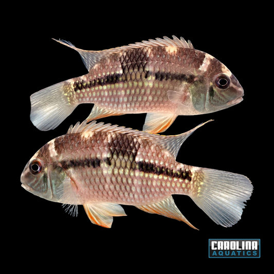 Cichlid - Royal Acara 3.5-4in