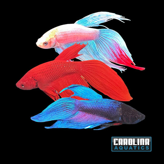 Betta - Male