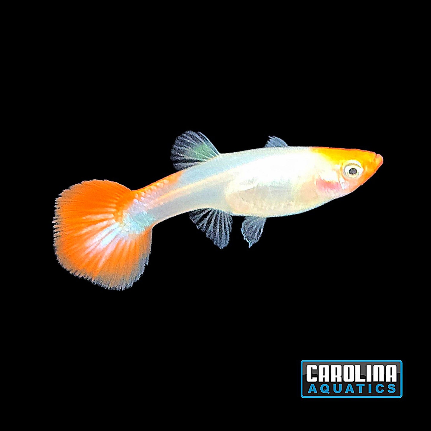 Guppy - Miracle Koi Red Female